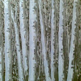 birch trees 1